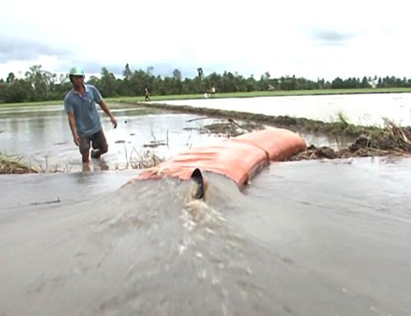 A farmer pumps floodwater from his newly seeded rice field in the Mekong Delta province of Hau Giang (Photo: SGGP) A farmer pumps floodwater from his newly seeded rice field in the Mekong Delta province of Hau Giang (Photo: SGGP)